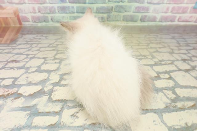 神奈川県のラグドール (Coo&RIKU横浜港南台店/2025年10月2日生まれ/男の子/ブルーポイントバイカラー)の子猫の4枚目の画像