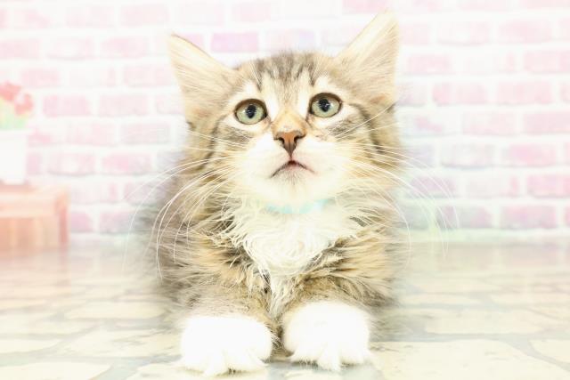 茨城県のノルウェージャンフォレストキャット (Coo&RIKU筑西店/2025年10月24日生まれ/男の子/ブラウンタビーホワイト)の子猫の1枚目の画像