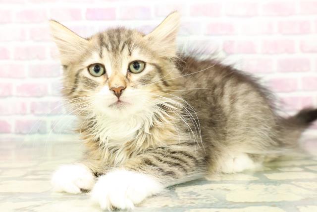 茨城県のノルウェージャンフォレストキャット (Coo&RIKU筑西店/2025年10月24日生まれ/男の子/ブラウンタビーホワイト)の子猫の2枚目の画像