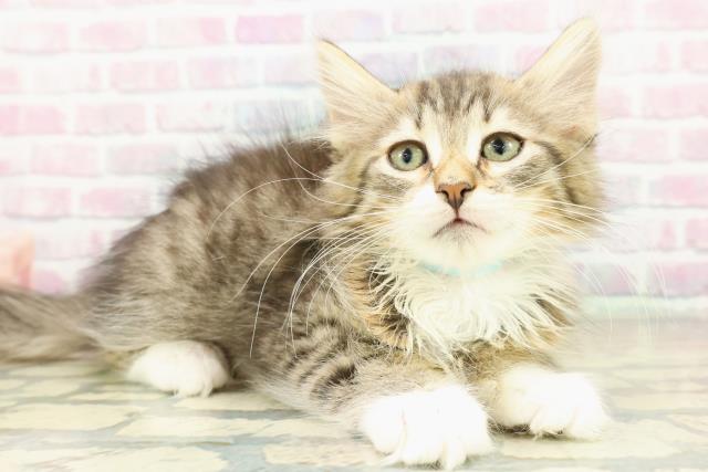 茨城県のノルウェージャンフォレストキャット (Coo&RIKU筑西店/2025年10月24日生まれ/男の子/ブラウンタビーホワイト)の子猫の3枚目の画像