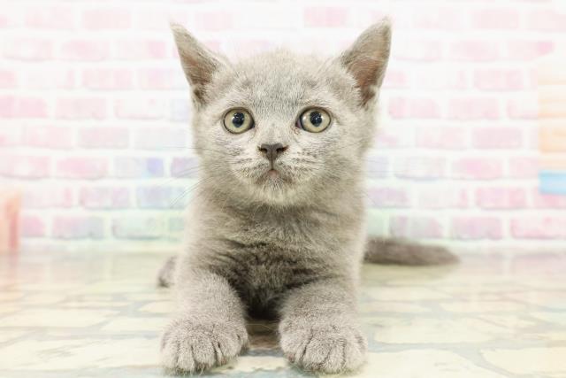 茨城県のブリティッシュショートヘアー (Coo&RIKU牛久店/2025年11月4日生まれ/男の子/ブルー)の子猫の1枚目の画像