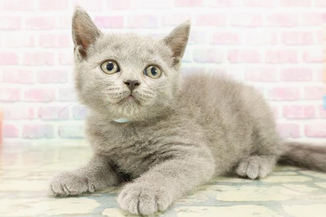 茨城県のブリティッシュショートヘアー (Coo&RIKU牛久店/2025年11月4日生まれ/男の子/ブルー)の子猫の2枚目の画像