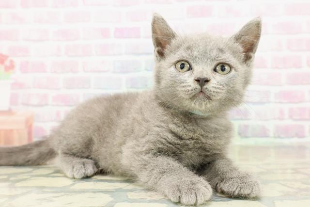 茨城県のブリティッシュショートヘアー (Coo&RIKU牛久店/2025年11月4日生まれ/男の子/ブルー)の子猫の3枚目の画像