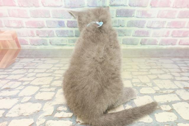 茨城県のブリティッシュショートヘアー (Coo&RIKU牛久店/2025年11月4日生まれ/男の子/ブルー)の子猫の4枚目の画像