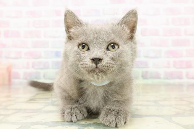 茨城県のブリティッシュショートヘアー (Coo&RIKU筑西店/2025年11月4日生まれ/男の子/ブルー)の子猫の1枚目の画像