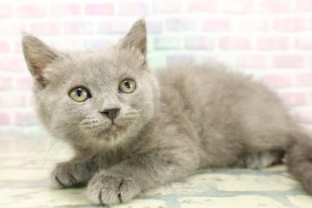 茨城県のブリティッシュショートヘアー (Coo&RIKU筑西店/2025年11月4日生まれ/男の子/ブルー)の子猫の2枚目の画像