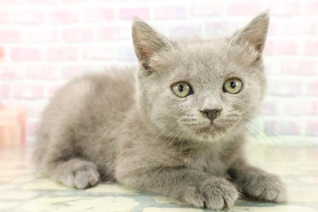 茨城県のブリティッシュショートヘアー (Coo&RIKU筑西店/2025年11月4日生まれ/男の子/ブルー)の子猫の3枚目の画像