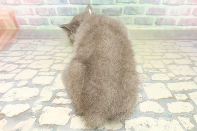 茨城県のブリティッシュショートヘアー (Coo&RIKU筑西店/2025年11月4日生まれ/男の子/ブルー)の子猫の4枚目の画像