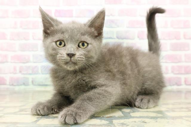 神奈川県のブリティッシュショートヘアー (Coo&RIKU横須賀店/2025年11月4日生まれ/男の子/ブルー)の子猫の2枚目の画像