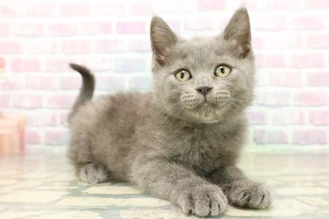神奈川県のブリティッシュショートヘアー (Coo&RIKU横須賀店/2025年11月4日生まれ/男の子/ブルー)の子猫の3枚目の画像