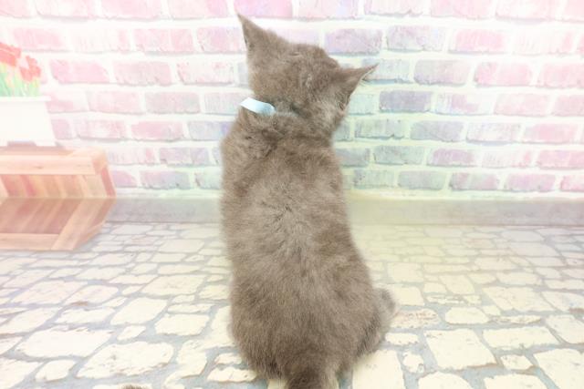 神奈川県のブリティッシュショートヘアー (Coo&RIKU横須賀店/2025年11月4日生まれ/男の子/ブルー)の子猫の4枚目の画像