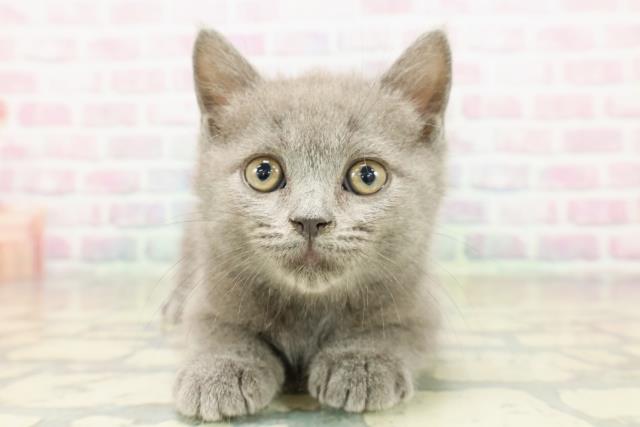 神奈川県のブリティッシュショートヘアー (Coo&RIKU江の島店/2025年11月4日生まれ/男の子/ブルー)の子猫の1枚目の画像