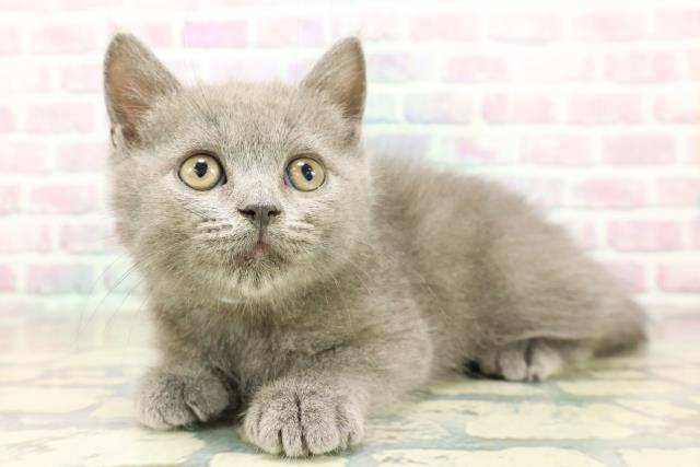 神奈川県のブリティッシュショートヘアー (Coo&RIKU江の島店/2025年11月4日生まれ/男の子/ブルー)の子猫の2枚目の画像