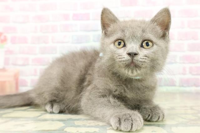 神奈川県のブリティッシュショートヘアー (Coo&RIKU江の島店/2025年11月4日生まれ/男の子/ブルー)の子猫の3枚目の画像