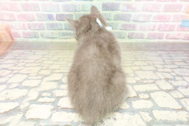 神奈川県のブリティッシュショートヘアー (Coo&RIKU江の島店/2025年11月4日生まれ/男の子/ブルー)の子猫の4枚目の画像