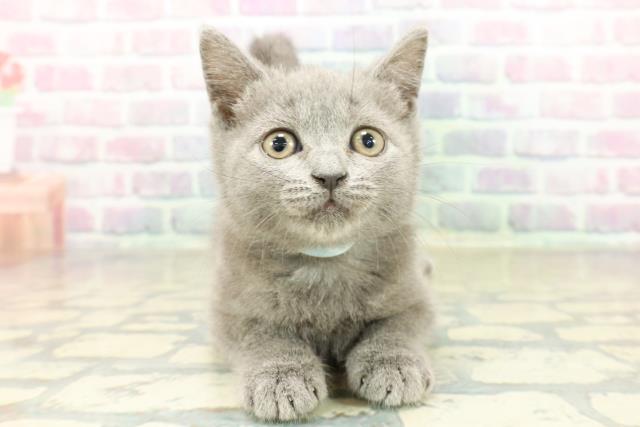 神奈川県のブリティッシュショートヘアー (Coo&RIKU平塚店/2025年11月4日生まれ/男の子/ブルー)の子猫の1枚目の画像