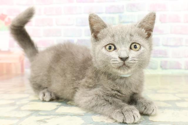 神奈川県のブリティッシュショートヘアー (Coo&RIKU平塚店/2025年11月4日生まれ/男の子/ブルー)の子猫の3枚目の画像