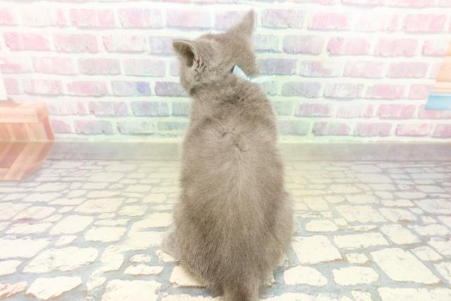 神奈川県のブリティッシュショートヘアー (Coo&RIKU平塚店/2025年11月4日生まれ/男の子/ブルー)の子猫の4枚目の画像