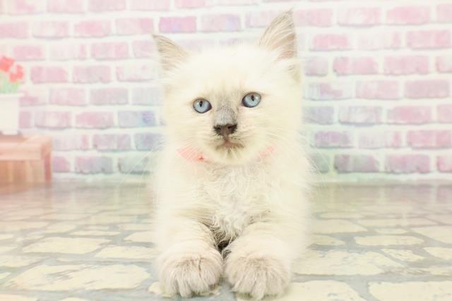 神奈川県のラグドール (Coo&RIKU秦野店/2025年11月5日生まれ/女の子/ブルーポイントミテッド)の子猫の1枚目の画像