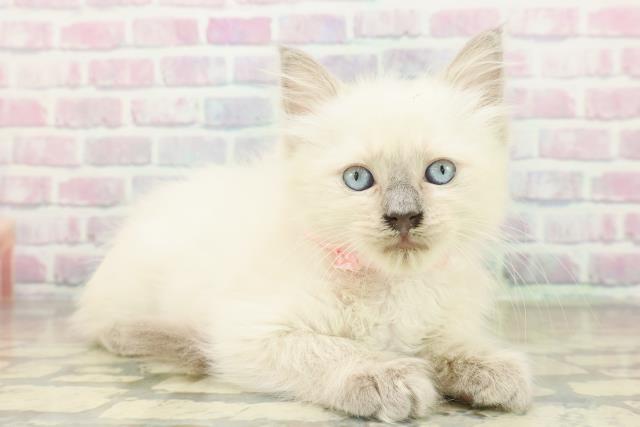 神奈川県のラグドール (Coo&RIKU秦野店/2025年11月5日生まれ/女の子/ブルーポイントミテッド)の子猫の3枚目の画像