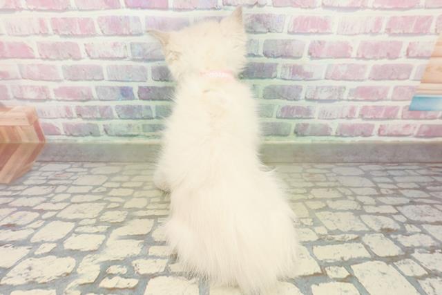 神奈川県のラグドール (Coo&RIKU秦野店/2025年11月5日生まれ/女の子/ブルーポイントミテッド)の子猫の4枚目の画像