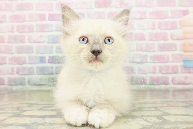 神奈川県のラグドール (Coo&RIKU藤沢店/2025年11月5日生まれ/男の子/ブルーポイントミテッド)の子猫の1枚目の画像