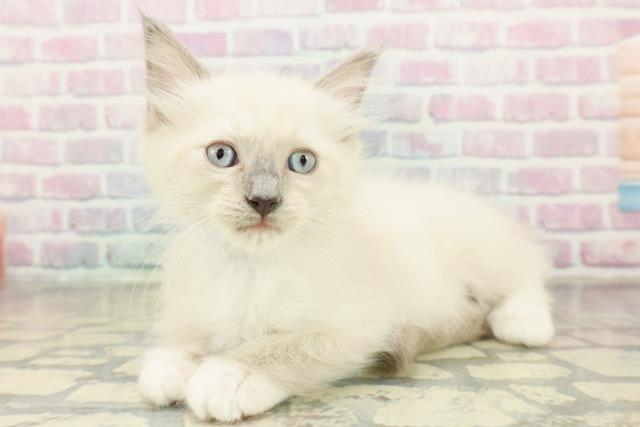 神奈川県のラグドール (Coo&RIKU藤沢店/2025年11月5日生まれ/男の子/ブルーポイントミテッド)の子猫の2枚目の画像