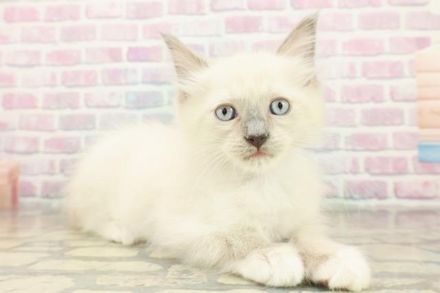 神奈川県のラグドール (Coo&RIKU藤沢店/2025年11月5日生まれ/男の子/ブルーポイントミテッド)の子猫の3枚目の画像