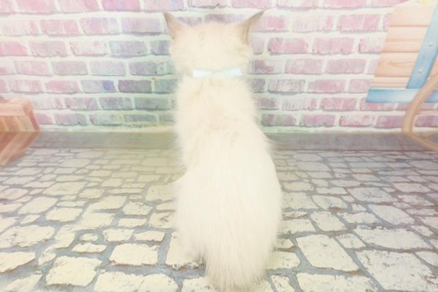 神奈川県のラグドール (Coo&RIKU藤沢店/2025年11月5日生まれ/男の子/ブルーポイントミテッド)の子猫の4枚目の画像