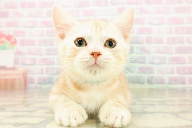 神奈川県のアメリカンショートヘアー (Coo&RIKU横須賀店/2025年10月11日生まれ/男の子/クリームタビー)の子猫の1枚目の画像