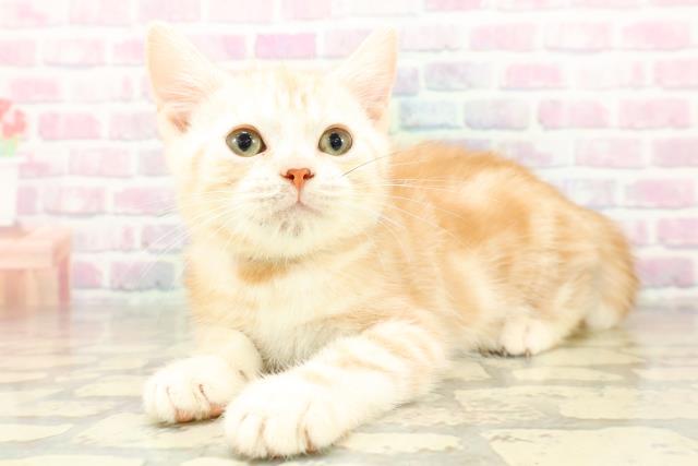 神奈川県のアメリカンショートヘアー (Coo&RIKU横須賀店/2025年10月11日生まれ/男の子/クリームタビー)の子猫の2枚目の画像