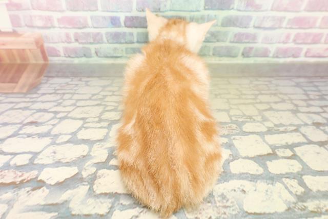 神奈川県のアメリカンショートヘアー (Coo&RIKU横須賀店/2025年10月11日生まれ/男の子/クリームタビー)の子猫の4枚目の画像