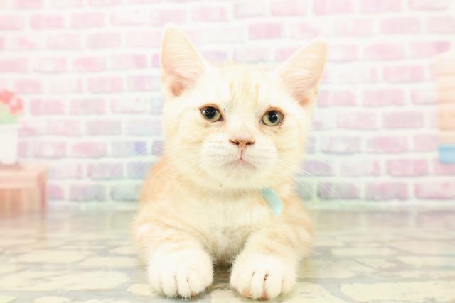 埼玉県のアメリカンショートヘアー (Coo&RIKUアニマルケアセンター大宮/2025年10月11日生まれ/男の子/クリームタビー)の子猫の1枚目の画像