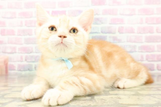 埼玉県のアメリカンショートヘアー (Coo&RIKUアニマルケアセンター大宮/2025年10月11日生まれ/男の子/クリームタビー)の子猫の2枚目の画像