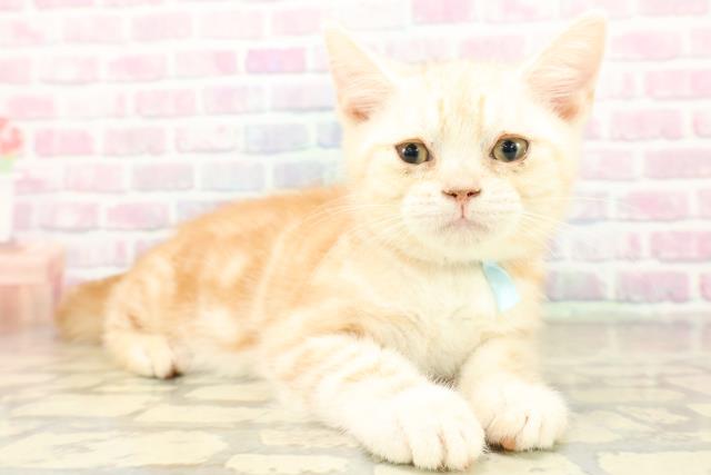 埼玉県のアメリカンショートヘアー (Coo&RIKUアニマルケアセンター大宮/2025年10月11日生まれ/男の子/クリームタビー)の子猫の3枚目の画像