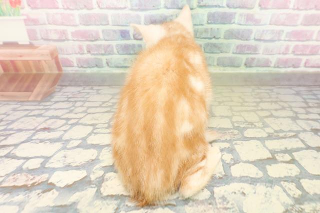 埼玉県のアメリカンショートヘアー (Coo&RIKUアニマルケアセンター大宮/2025年10月11日生まれ/男の子/クリームタビー)の子猫の4枚目の画像