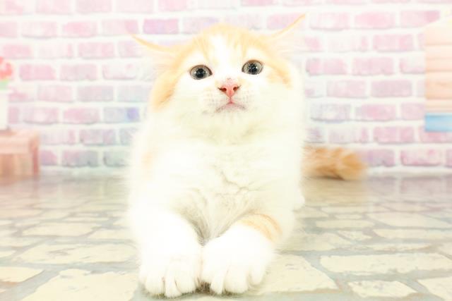 栃木県のラガマフィン (Coo&RIKU足利店/2025年10月16日生まれ/男の子/レッドタビーホワイト)の子猫の1枚目の画像