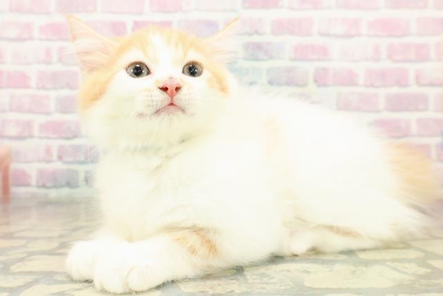 栃木県のラガマフィン (Coo&RIKU足利店/2025年10月16日生まれ/男の子/レッドタビーホワイト)の子猫の2枚目の画像