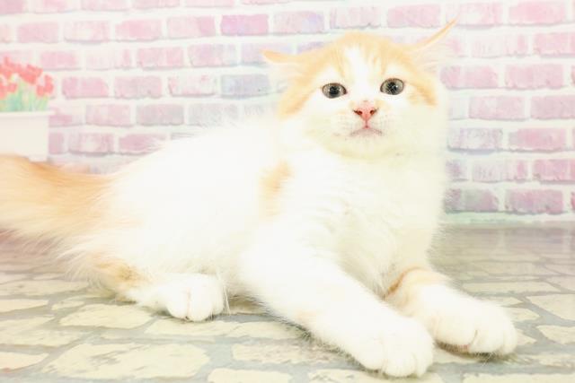 栃木県のラガマフィン (Coo&RIKU足利店/2025年10月16日生まれ/男の子/レッドタビーホワイト)の子猫の3枚目の画像