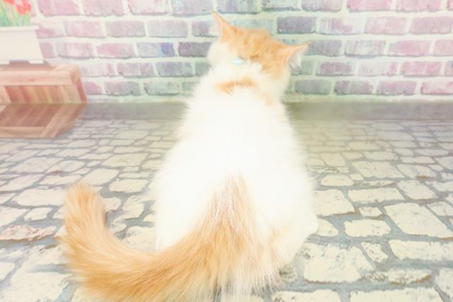 栃木県のラガマフィン (Coo&RIKU足利店/2025年10月16日生まれ/男の子/レッドタビーホワイト)の子猫の4枚目の画像