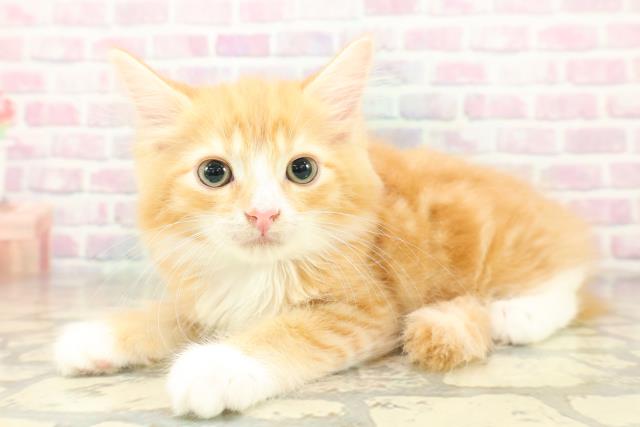 栃木県のラガマフィン (Coo&RIKU宇都宮店/2025年11月10日生まれ/男の子/レッドタビーホワイト)の子猫の2枚目の画像