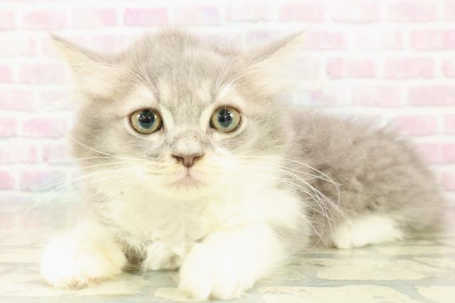 栃木県のラガマフィン (Coo&RIKUFKDインターパーク店/2025年10月20日生まれ/男の子/ブルータビーホワイト)の子猫の2枚目の画像