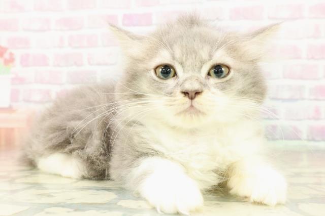 栃木県のラガマフィン (Coo&RIKUFKDインターパーク店/2025年10月20日生まれ/男の子/ブルータビーホワイト)の子猫の3枚目の画像