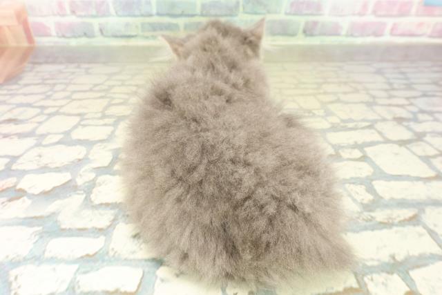 栃木県のラガマフィン (Coo&RIKUFKDインターパーク店/2025年10月20日生まれ/男の子/ブルータビーホワイト)の子猫の4枚目の画像