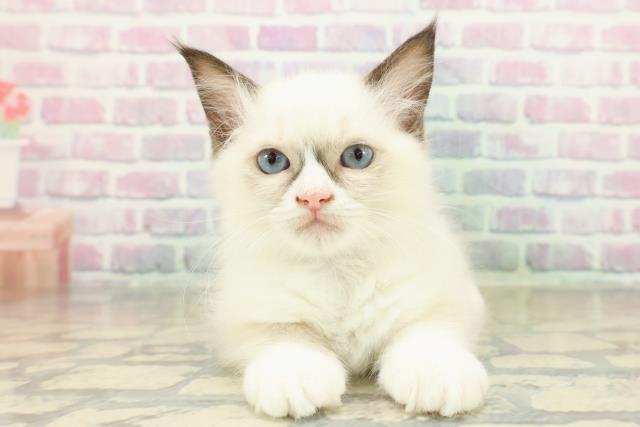 栃木県のラグドール (Coo&RIKU宇都宮店/2025年11月9日生まれ/男の子/シールポイントバイカラー)の子猫の1枚目の画像
