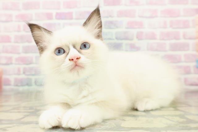 栃木県のラグドール (Coo&RIKU宇都宮店/2025年11月9日生まれ/男の子/シールポイントバイカラー)の子猫の2枚目の画像