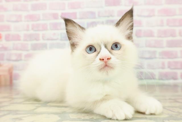 栃木県のラグドール (Coo&RIKU宇都宮店/2025年11月9日生まれ/男の子/シールポイントバイカラー)の子猫の3枚目の画像