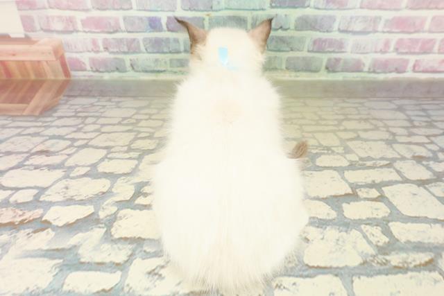 栃木県のラグドール (Coo&RIKU宇都宮店/2025年11月9日生まれ/男の子/シールポイントバイカラー)の子猫の4枚目の画像