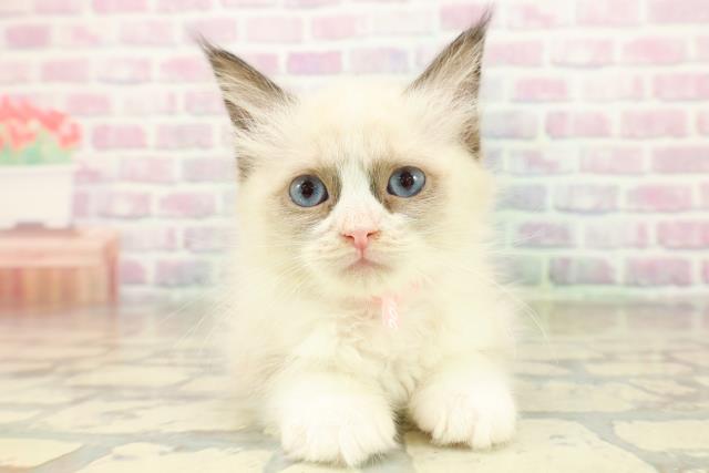 栃木県のラグドール (Coo&RIKU足利店/2025年11月9日生まれ/女の子/シールポイントバイカラー)の子猫の1枚目の画像