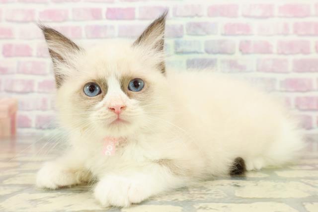 栃木県のラグドール (Coo&RIKU足利店/2025年11月9日生まれ/女の子/シールポイントバイカラー)の子猫の2枚目の画像